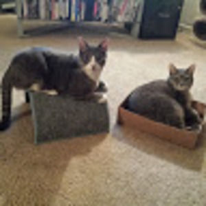 Meet your Posher, Ant